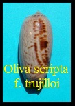 Oliva (Cariboliva) scripta f. trujilloi, Clench 1938